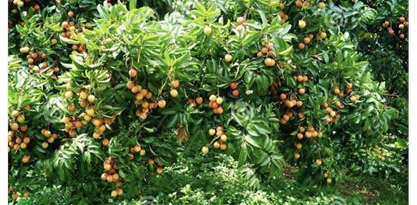 我國有機(jī)肥市場(chǎng)現(xiàn)狀及發(fā)展前景分析