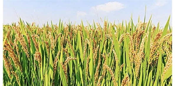 為什么要用生物有機(jī)菌肥，生物有機(jī)菌肥的效果到底怎么樣？