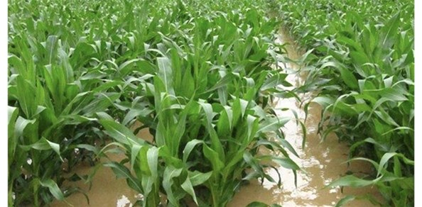 生物菌肥和化肥的優(yōu)勢(shì)對(duì)比！